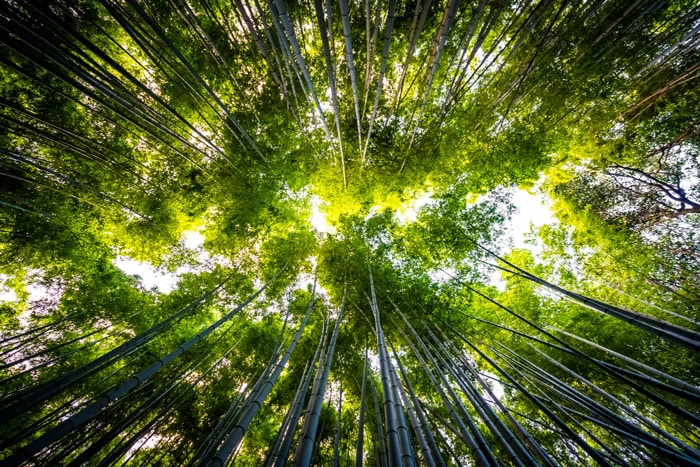 Vue vers le ciel à travers une forêt de bambous, symbolisant la sérénité et la Pleine Conscience pour réduire le stress.